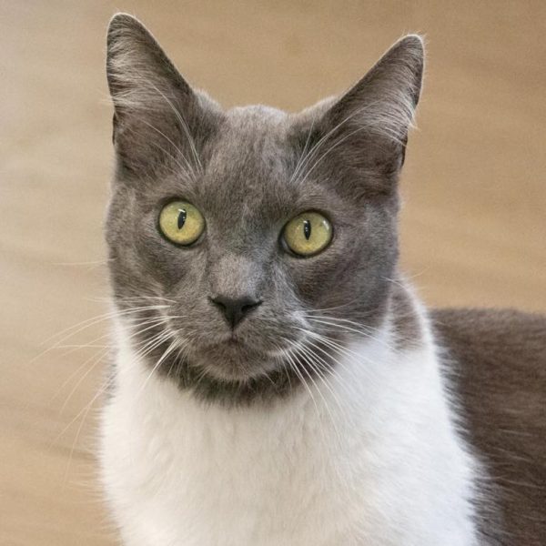 Adoptable Pet of the Week: Dexter