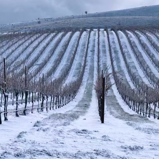 image by J. Lohr Vineyards and Wines Facebook