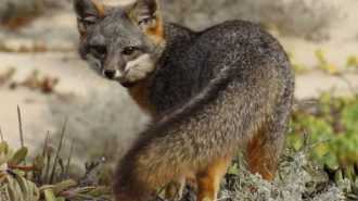 island fox