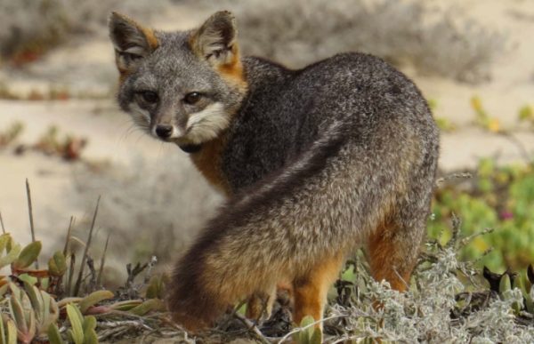 island fox