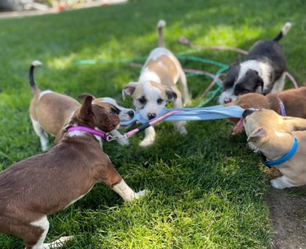Previous TNRI pups.