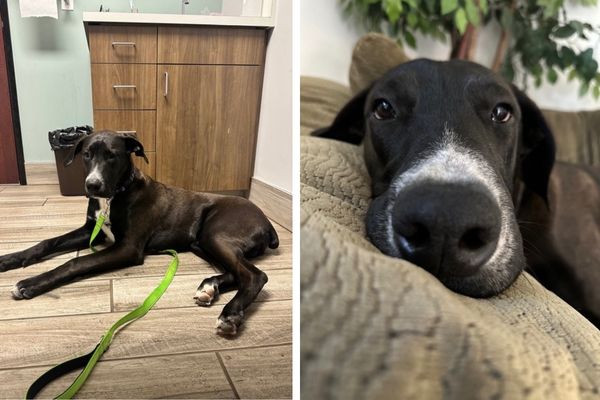 Adoptable Pet of the Week Moose