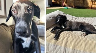 Adoptable Pet of the Week Moose