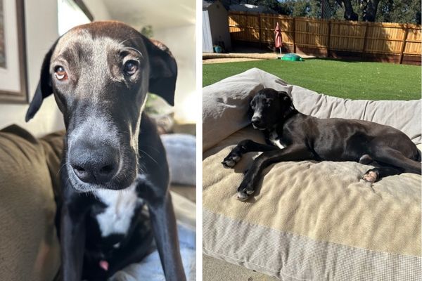 Adoptable Pet of the Week Moose