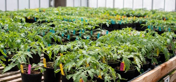 Cal poly plant sale