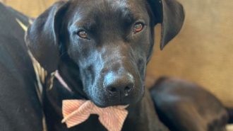Adoptable Pet of the Week: Magic