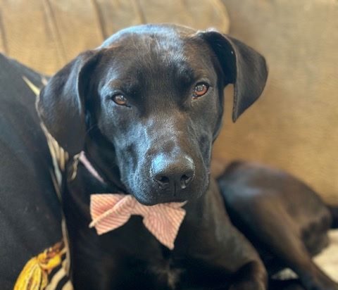 adoptable pet of the week magic