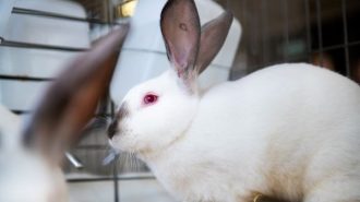 Mid-State Fair announces new small animal online auction
