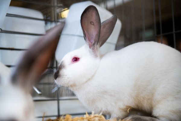 Mid-State Fair announces new small animal online auction