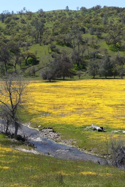 Wildflower blooms at Carrizo Plains