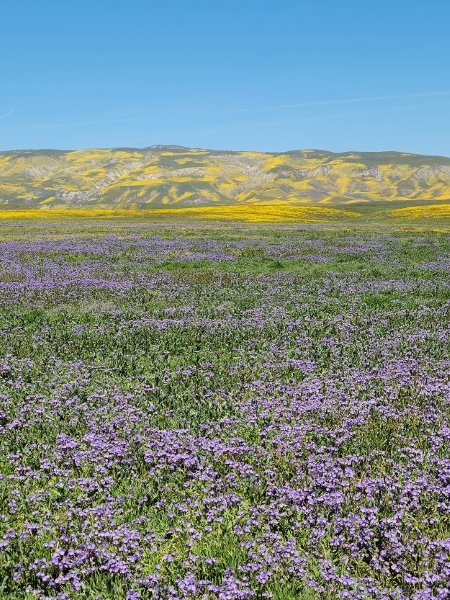 Wildflower blooms at Carrizo Plains