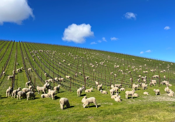 Mob Grazing at Booker
