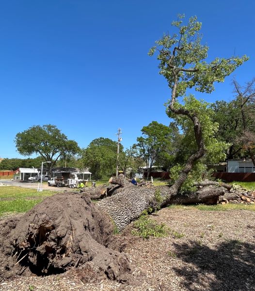 Oak tree from root ball