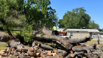 Oak tree with worker on it