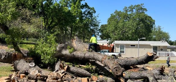 Oak tree with worker on it