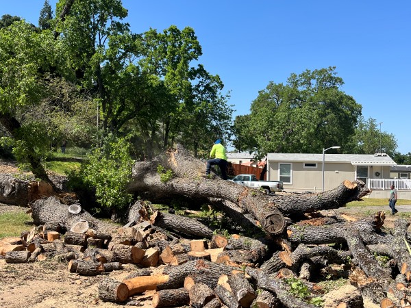 Oak tree with worker on it
