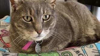 bonnie pet of the week
