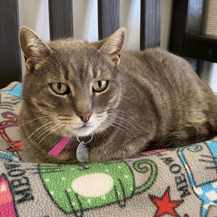 bonnie pet of the week
