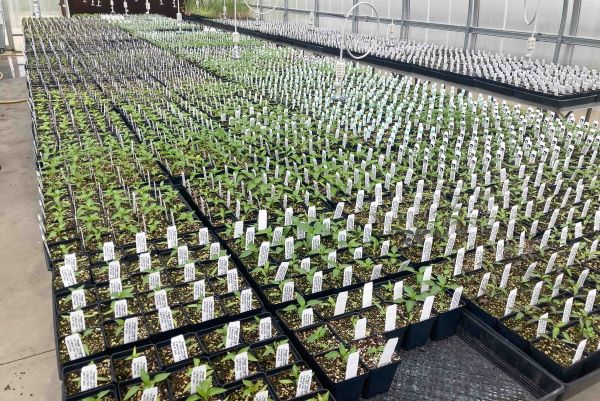 cuesta plant sale
