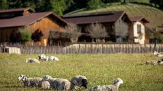 Halter Ranch announces year-round grazing project