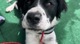 Adoptable Pet of the Week: Hunny