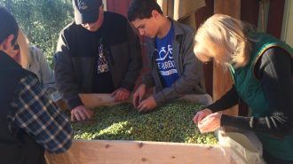 olive oil olive sorting
