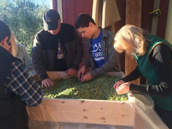 olive oil olive sorting
