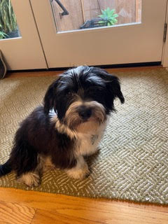 Adoptable Pet of the Week: Ollie