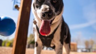 City offering free disaster preparedness class for companion animals