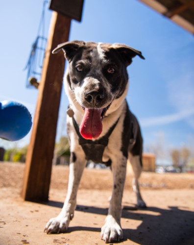 City offering free disaster preparedness class for companion animals