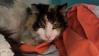 Adoptable Pet of the Week: Reine