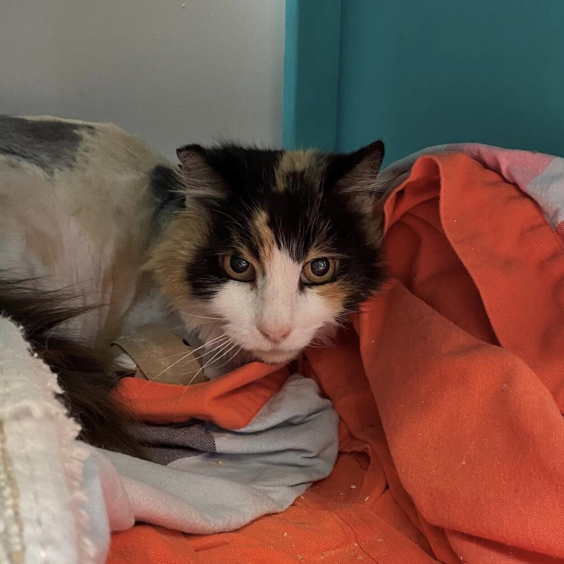 Adoptable Pet of the Week: Reine