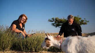 Lavender season begins at local farm