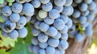 wine grapes