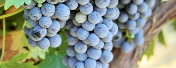wine grapes
