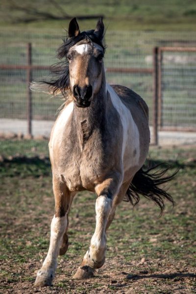 Learn how to take great horse photos at Redwings Horse Sanctuary workshop
