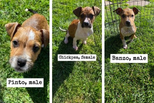bean pups adoptable pet of the week