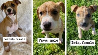 Adoptable Pets of the Week: The beans