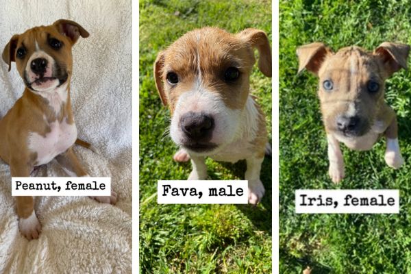 Adoptable Pets of the Week: The beans