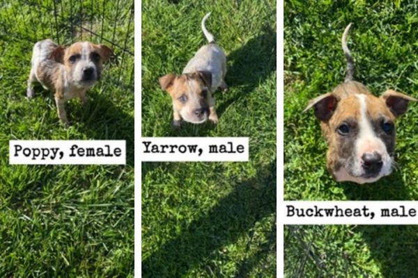 Adoptable Pets of the Week: The beans
