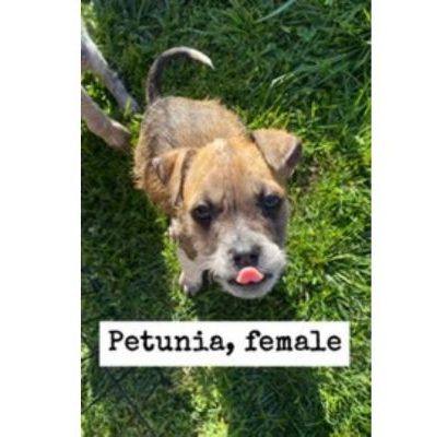 Adoptable Pets of the Week: The beans