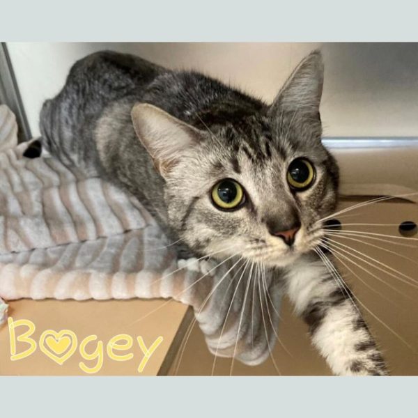 Bogey pet of the week