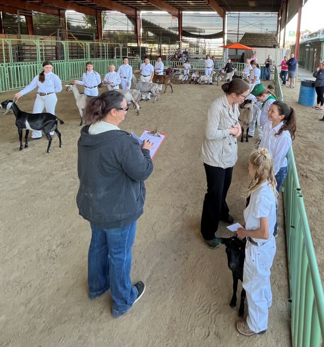 Jr Dairy goat Show in progress