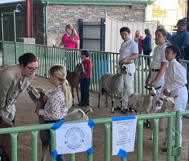 Judge talks with girl, goat is intrigued