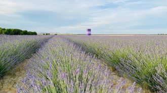 The Lavender Garden