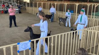 Sr Show with Scott Bice inspecting goats