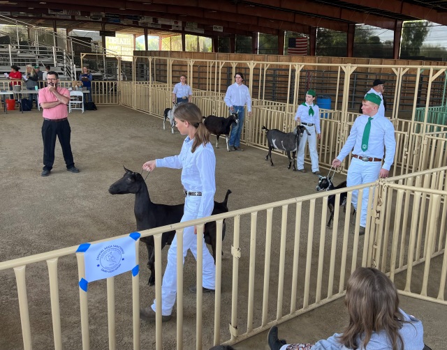 Sr Show with Scott Bice inspecting goats