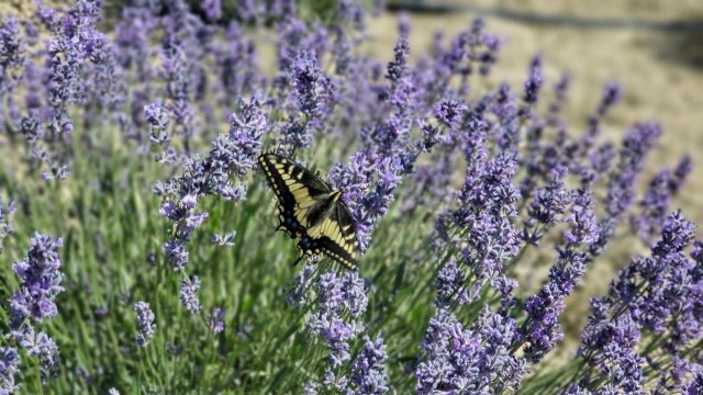 The Lavender Garden 2