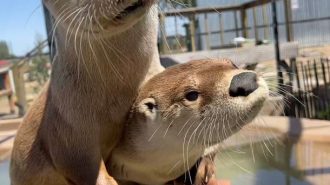 Zoo to You otters