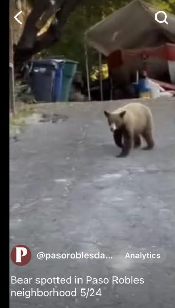 Bear spotted in Paso Robles neighborhood